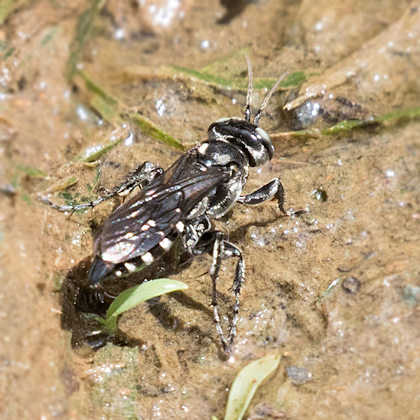 Spider Wasp (Turneromyia sp) (Turneromyia sp)